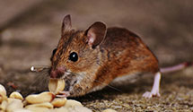 24 Hour & Emergency Exterminators in Cassville, NY